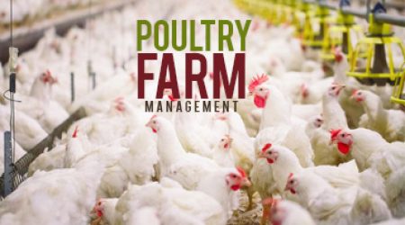 Poultry-Farm-Management