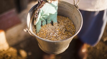 person-hand-holding-bucket-with-fodder